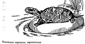 болотная черепаха, европейская черепаха, картинка, рисунок