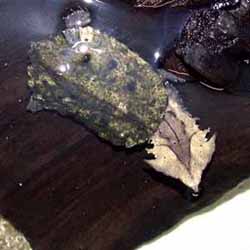 матамата (Chelus fembriatus), фото, фотография