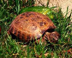 самец среднеазиатской черепахи, фото, фотография