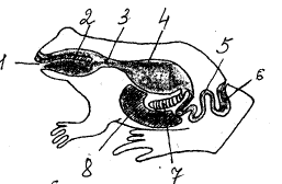 Рис. 2. Схема пищеварительной системы лягушки