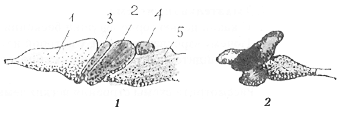 Рис. 4. Головной мозг: 1 – лягушка; 2 – рыба