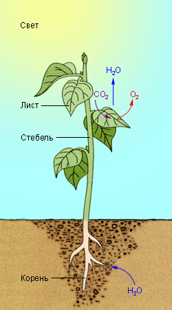 Общая схема фотосинтеза