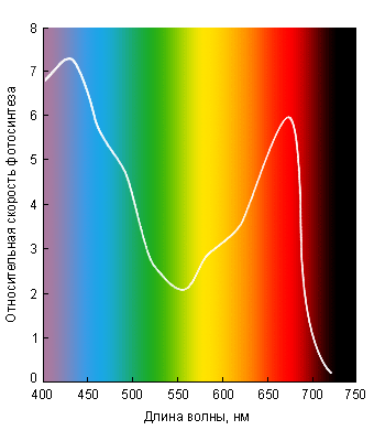 Интенсивность фотосинтеза на различных длинах волн