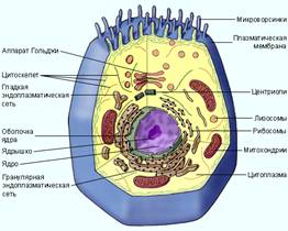 Структура клетки животного