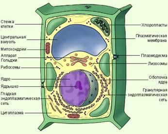 Структура клетки растения